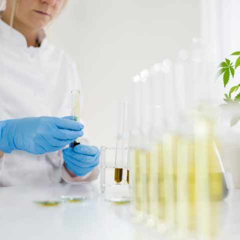 Medyczna marihuana: zastosowania w leczeniu